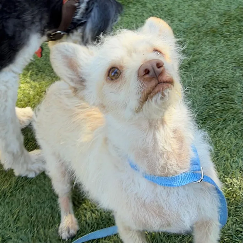 An adult small-sized male Yellow / Tan / Blond / Fawn Chihuahua dog named Emmett for adoption in Point Richmond, CA