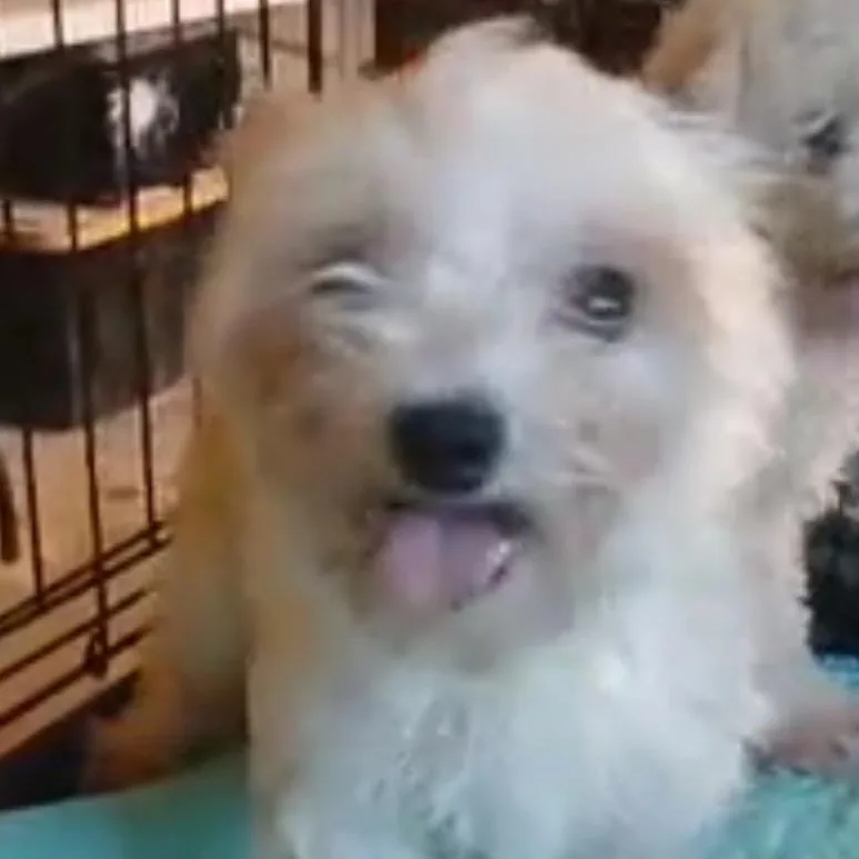 A young small-sized female White / Cream Maltipoo dog named Katydid for adoption in Chicopee, MA