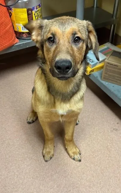 A young medium-sized female Australian Shepherd dog named Dahlia for adoption in Cookeville, TN