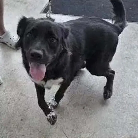 An adult medium-sized male Black Border Collie dog named Eli for adoption in Weatherford, TX