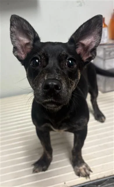 A baby small-sized female Chihuahua dog named Portabella for adoption in Bakersfield, CA