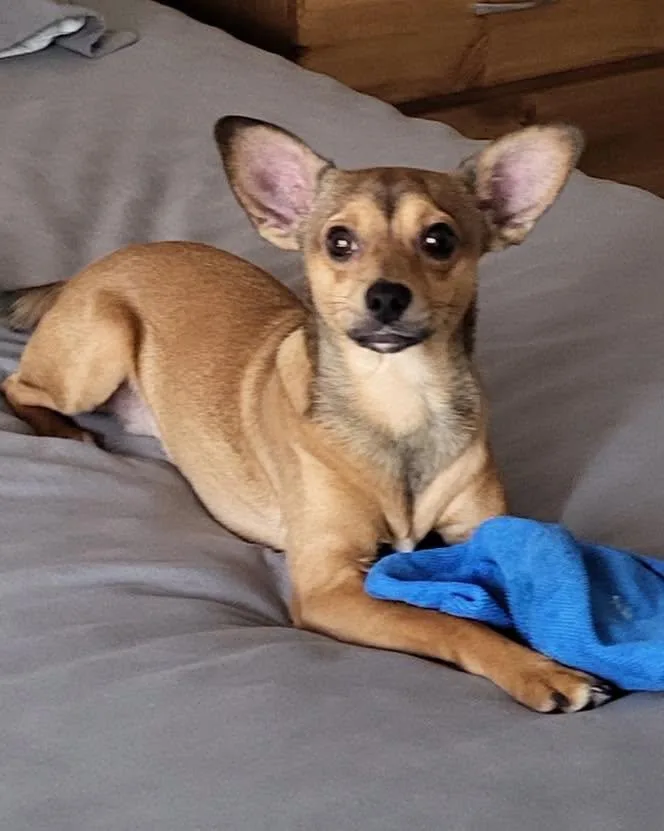 A young small-sized male Apricot / Beige Chihuahua dog named Pio for adoption in Winsted, CT