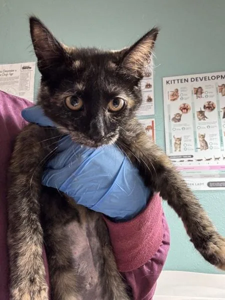 A baby small-sized female Domestic Short Hair cat named Spiced Sticky Bun for adoption in Sherwood, OR