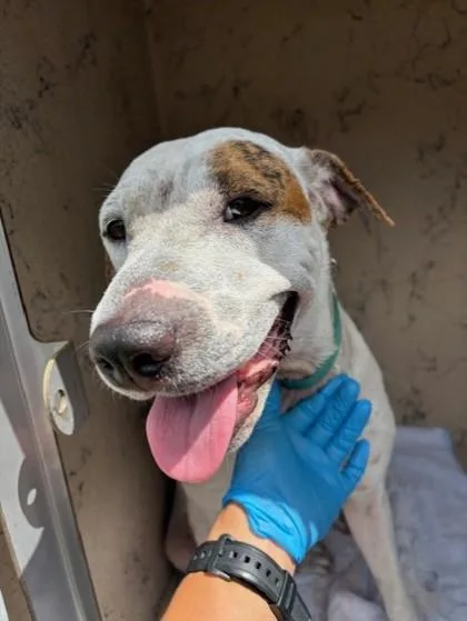 An adult medium-sized female Terrier dog named Cloud for adoption in Honolulu, HI