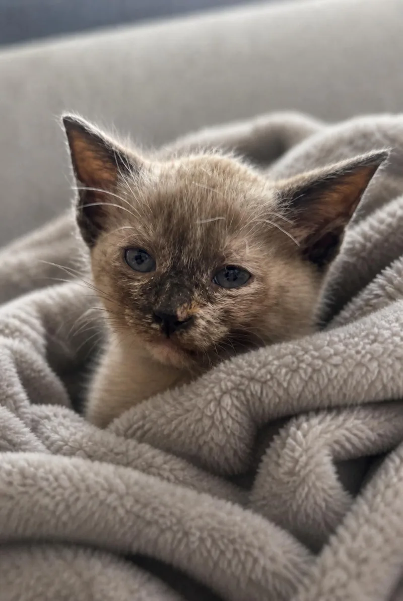 A baby small-sized female Siamese cat named Neptune for adoption in Rio Linda, CA