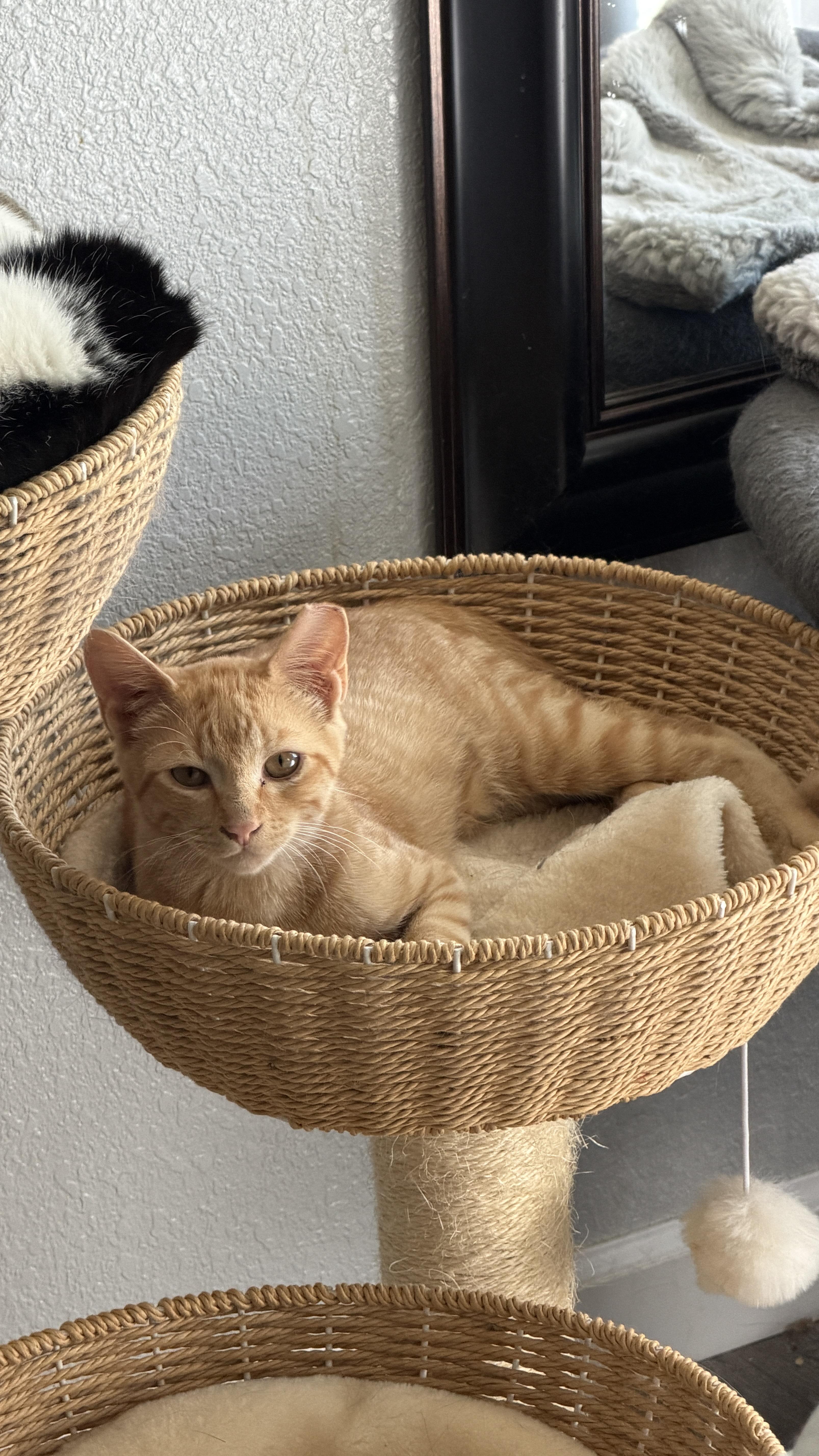 A baby medium-sized male Domestic Short Hair cat named Cheeto for adoption in Heyburn, ID