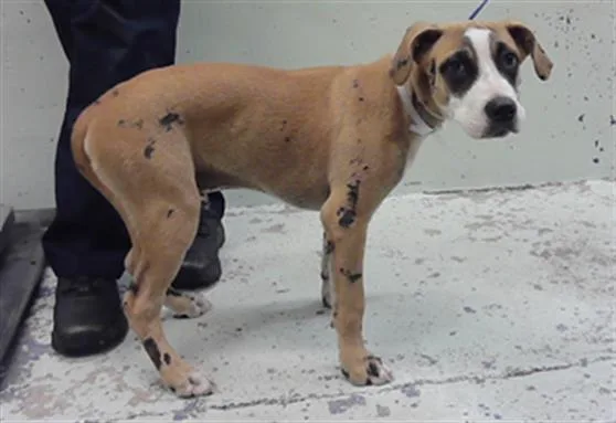 A baby medium-sized male Anatolian Shepherd dog named Marv for adoption in Houston, TX