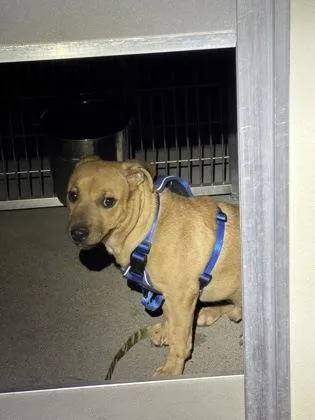 An adult medium-sized male Terrier dog named Angry Beaver for adoption in Fresno, CA