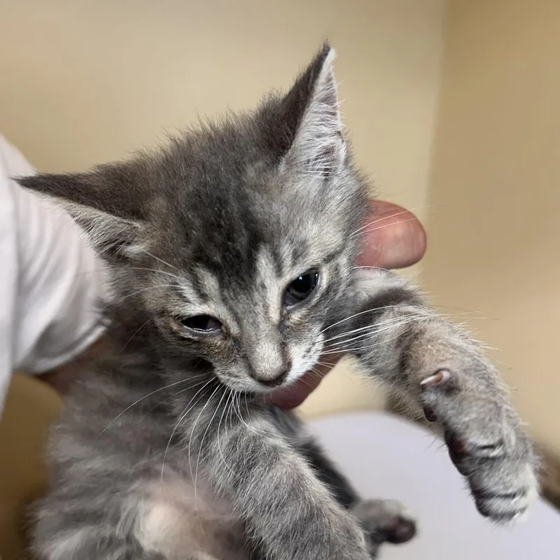 A baby small-sized male Domestic Short Hair cat named Ruthard for adoption in Corinth, MS
