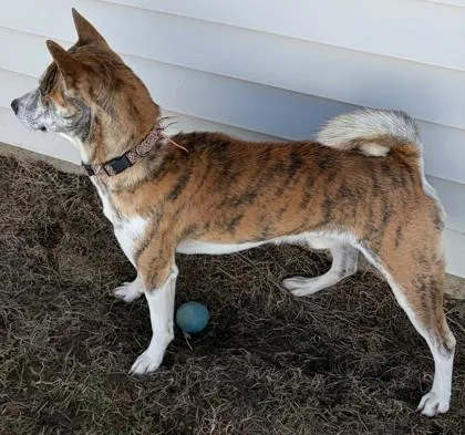 An adult medium-sized male Basenji dog named Tony for adoption in Baraboo, WI
