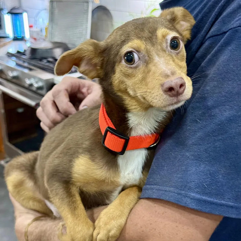 A baby small-sized female Brown / Chocolate Chiweenie dog named Toblerone for adoption in New Orleans, LA