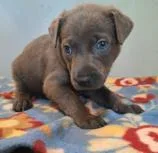 A baby medium-sized male Mixed Breed dog named Rain for adoption in West Chester, PA