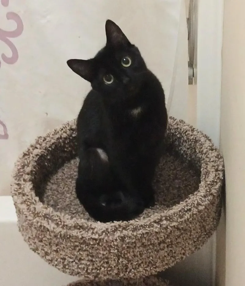 A young medium-sized female Black Domestic Short Hair cat named Lovey The Cuddlebug for adoption in Hendersonville, TN