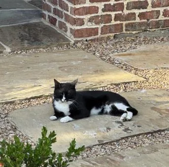 A young medium-sized female Domestic Short Hair cat named Penny for adoption in Dallas, TX