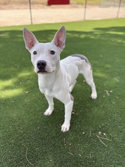 A young large-sized male Pit Bull Terrier dog named Harvey for adoption in Castaic, CA