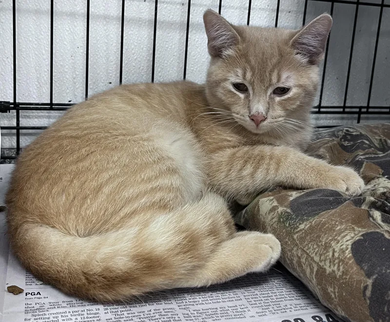 A young medium-sized male Tabby (Orange / Red) Domestic Short Hair cat named Daytona for adoption in Youngstown, OH