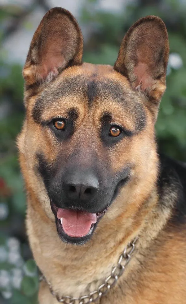 A young large-sized male Black German Shepherd Dog dog named Mario Von Borod for adoption in Los Angeles, CA