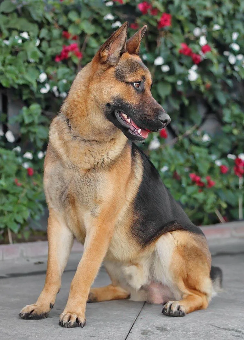 Mario Von Borod thumbnail 3