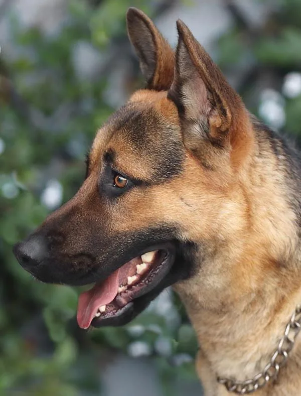 Mario Von Borod thumbnail 4