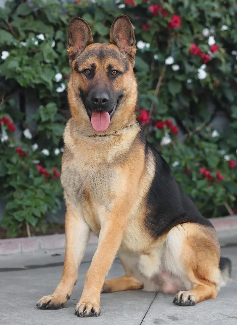 Mario Von Borod thumbnail 5