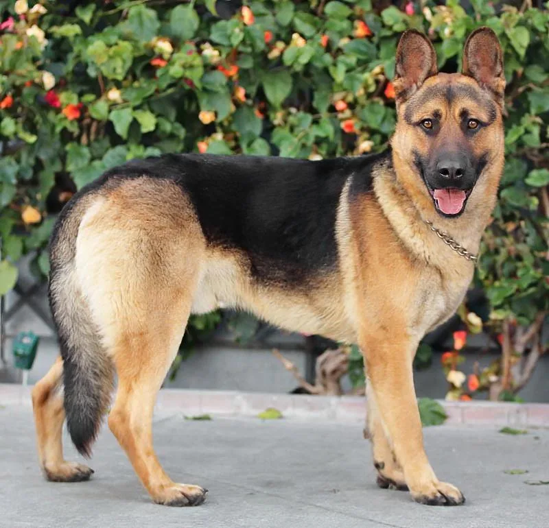 Mario Von Borod thumbnail 6