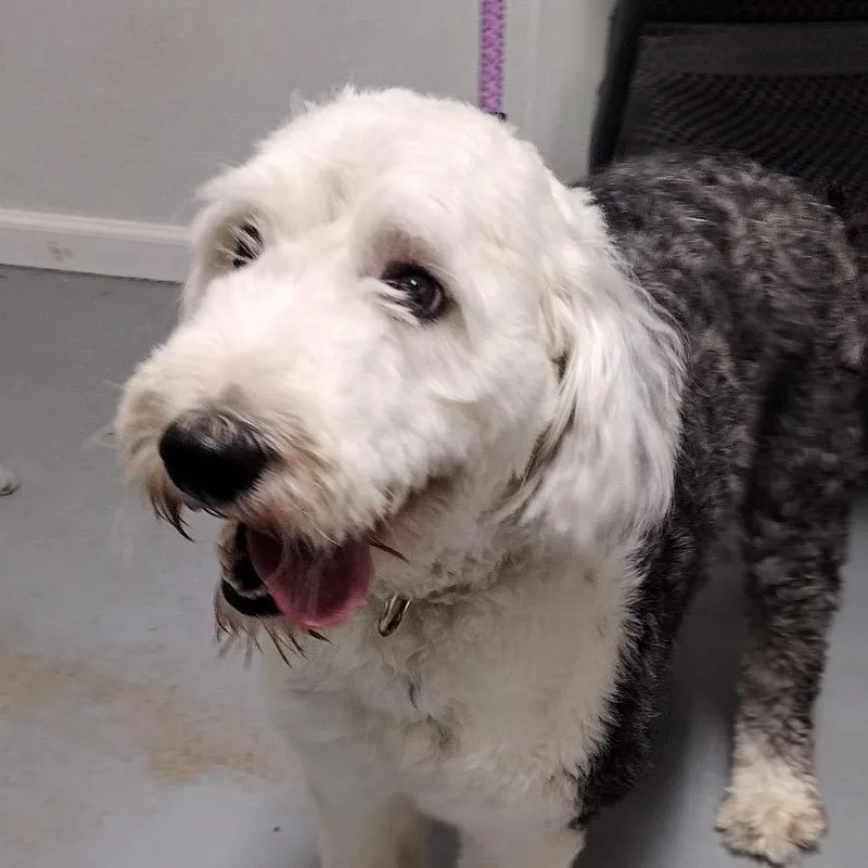 An adult small-sized female Gray / Blue / Silver Mixed Breed dog named Wimbledy for adoption in Troy, IL
