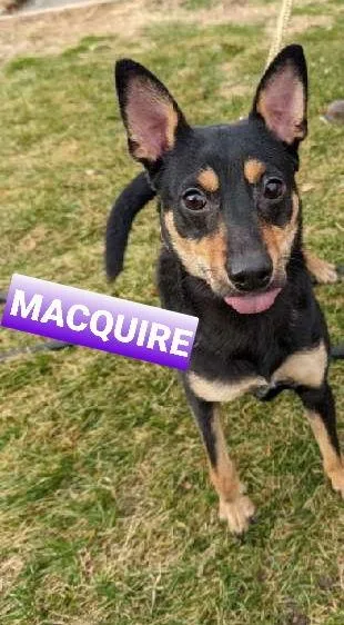 Macquire thumbnail 2