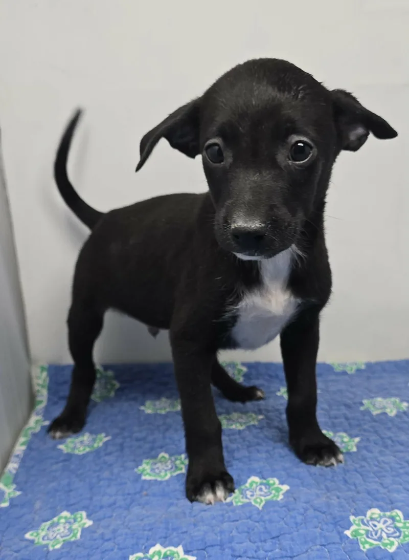A baby medium-sized male Black Terrier dog named Anchorage for adoption in New York, NY
