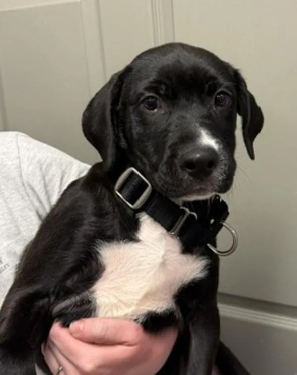 A baby medium-sized male Labrador Retriever dog named Zindle for adoption in Littleton, CO