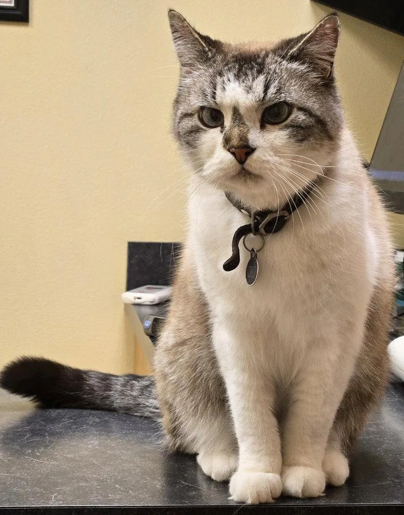 Obi Won Kanobi thumbnail 2