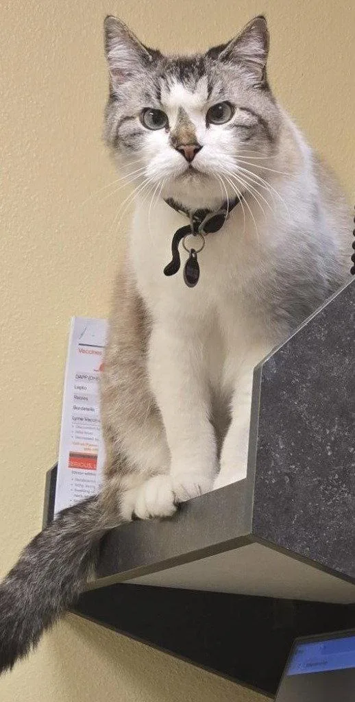 Obi Won Kanobi thumbnail 3