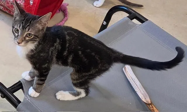 A young medium-sized female Tabby (Brown / Chocolate) Domestic Short Hair cat named Purnana for adoption in Henrietta, TX