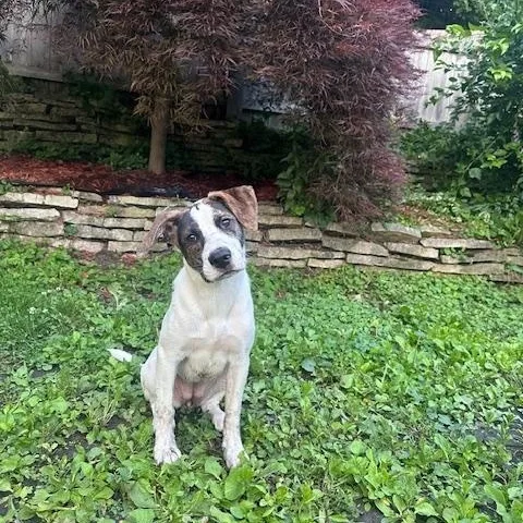A baby medium-sized female Black Terrier dog named Lilac for adoption in Racine, WI