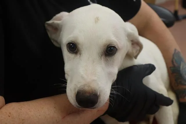 A baby small-sized male Mixed Breed dog named Star for adoption in Columbia, SC