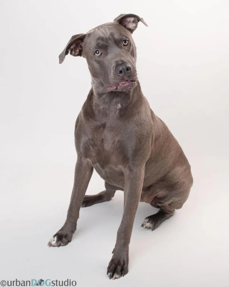 Madison  F thumbnail 3