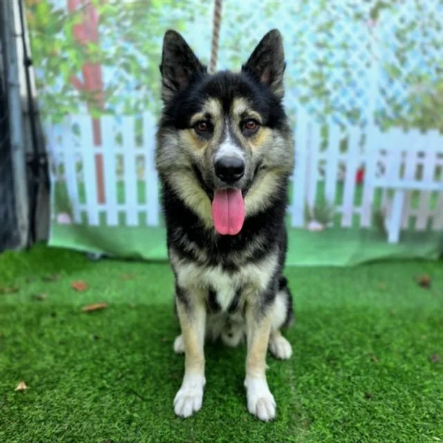 A young large-sized male German Shepherd Dog dog named Pockets for adoption in Long Beach, CA