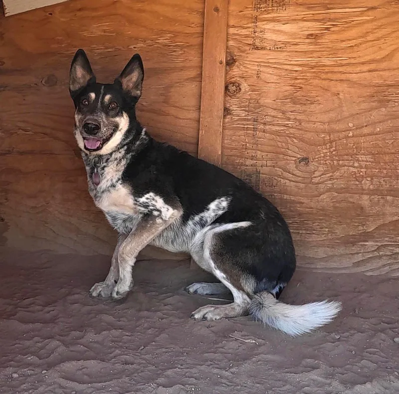 An adult medium-sized male Australian Cattle Dog / Blue Heeler dog named Charlie for adoption in Queen Creek, AZ