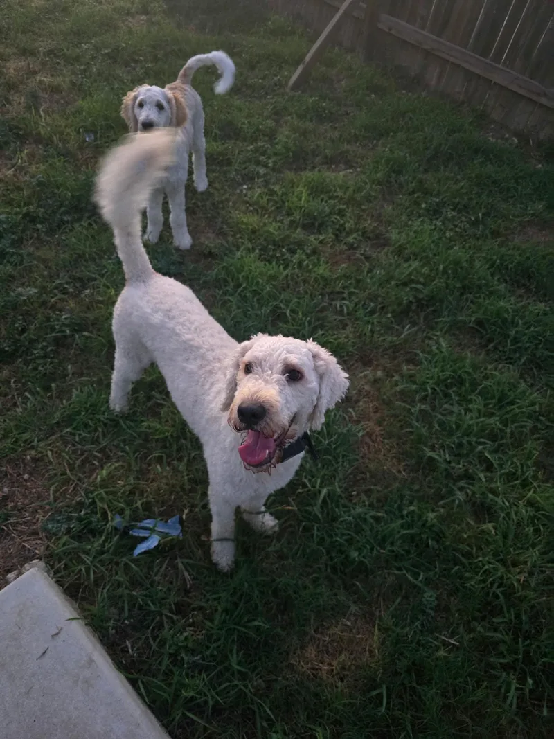 A young medium-sized male White / Cream Goldendoodle dog named Odie for adoption in San Antonio, TX