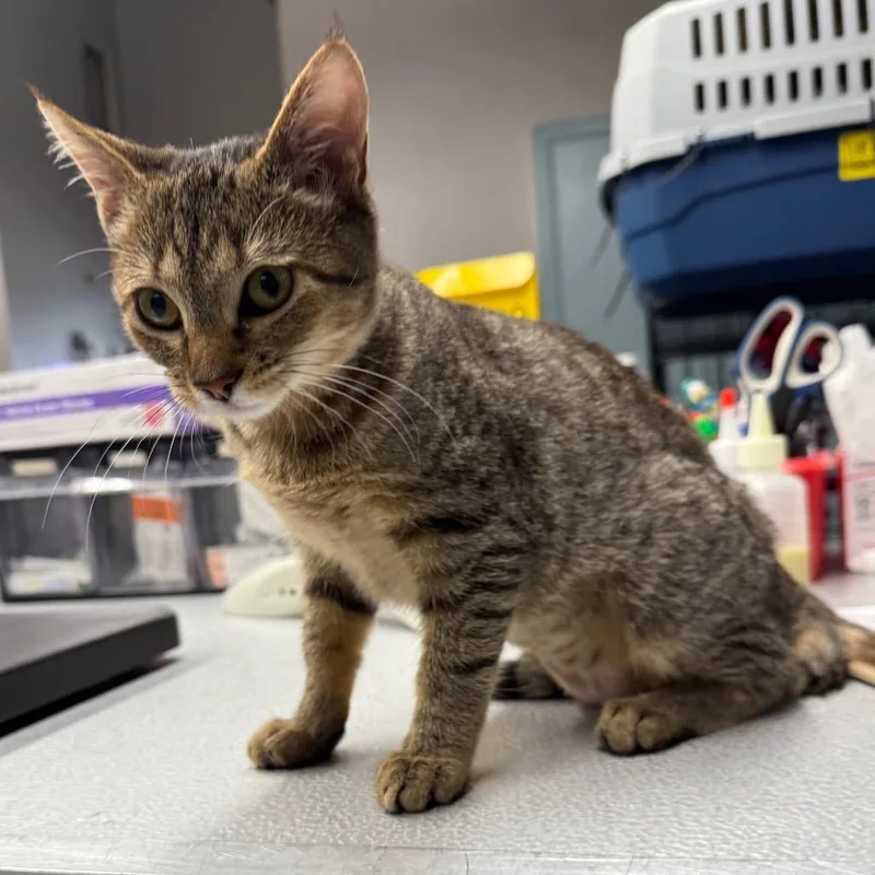 A baby small-sized male Brown / Chocolate Domestic Short Hair cat named Denise for adoption in Spokane, WA