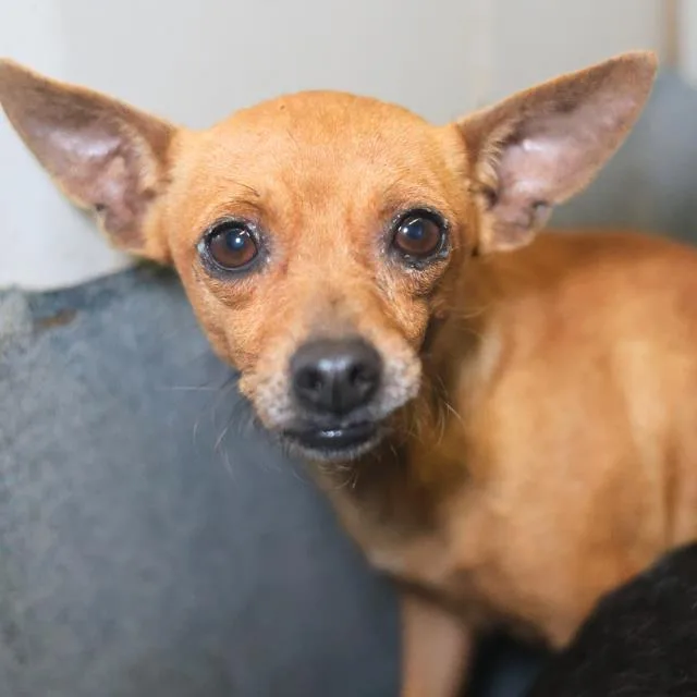 A young small-sized female Chihuahua dog named Gooseberry for adoption in San Antonio, TX