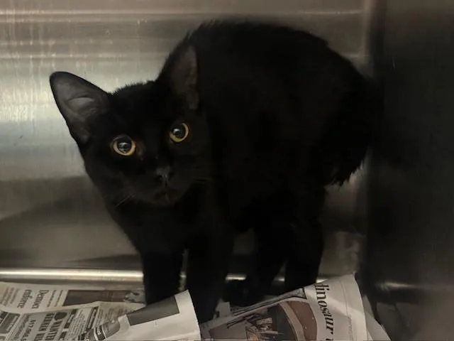 A young small-sized male Domestic Short Hair cat named Snuggs for adoption in Garland, TX
