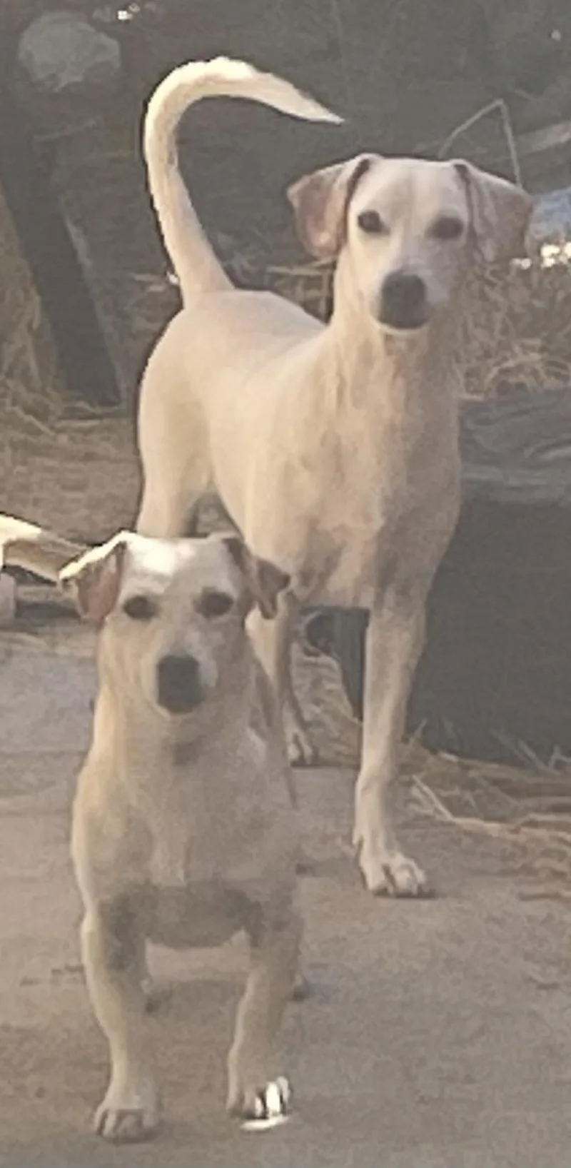 A young small-sized male White / Cream Terrier dog named Sosa for adoption in Wasco, CA