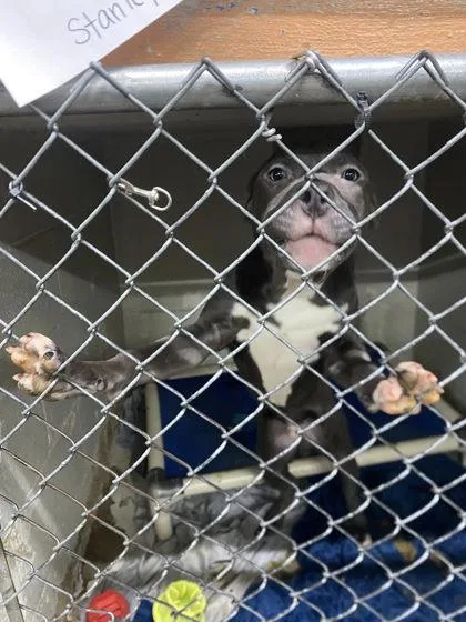 A baby medium-sized male Mixed Breed dog named Stanley for adoption in Hobart, IN