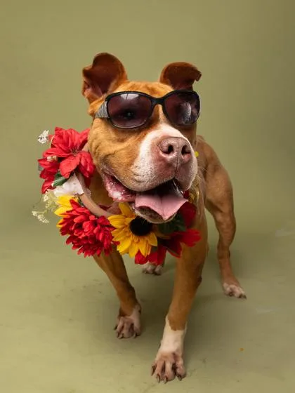 An adult medium-sized male Pit Bull Terrier dog named Rufus for adoption in Atlanta, GA