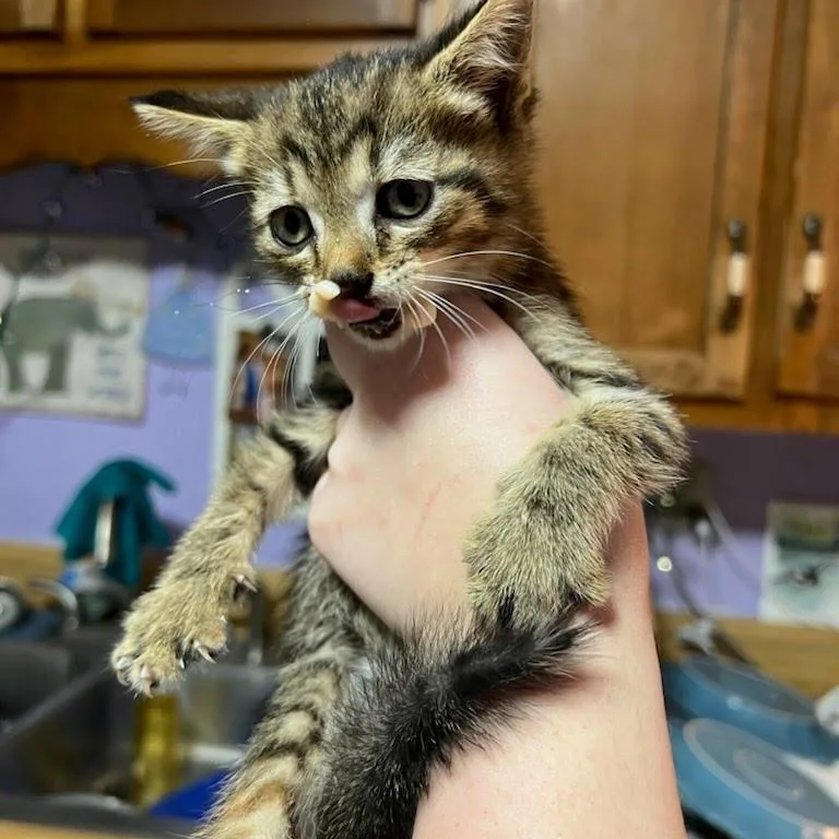 A baby small-sized female Brown / Chocolate Domestic Short Hair cat named Diamond for adoption in Chattanooga, TN
