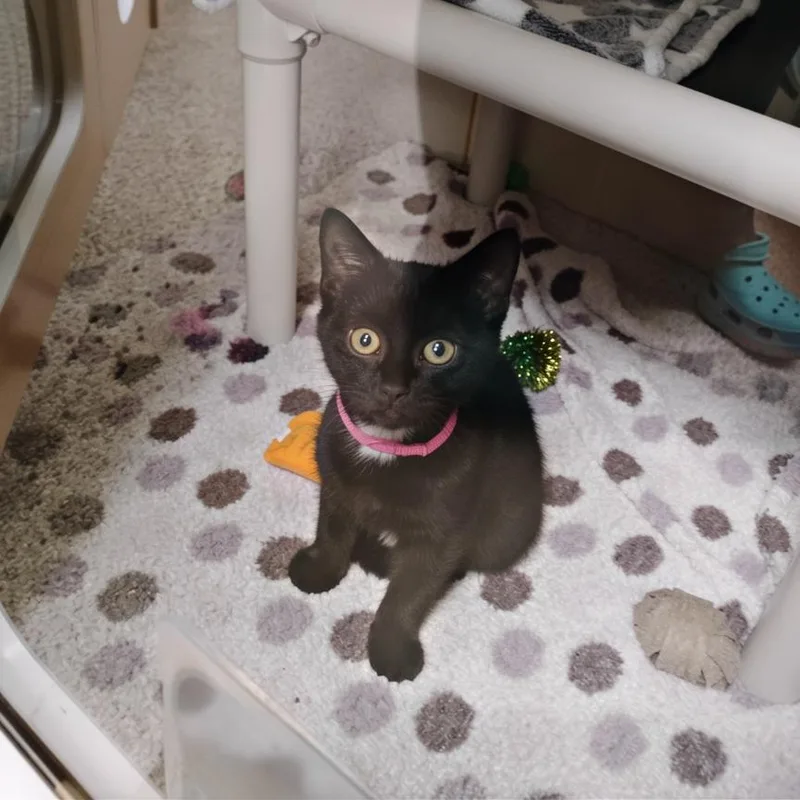 A baby small-sized female Black Domestic Short Hair cat named Dorothy for adoption in Newark, DE