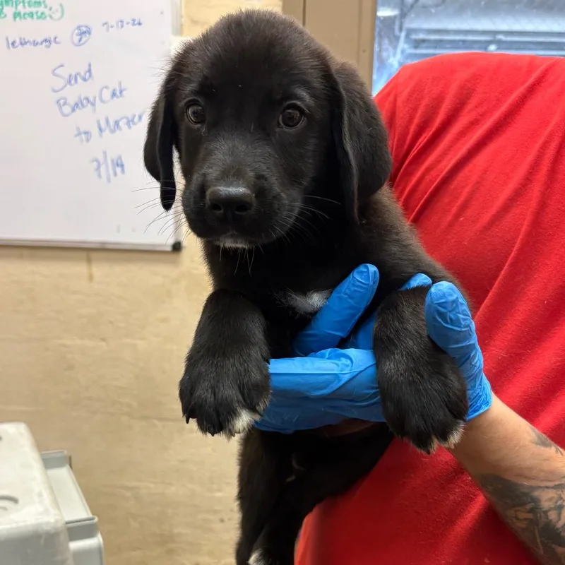 A baby small-sized male Black Terrier dog named Miller for adoption in Birmingham, AL