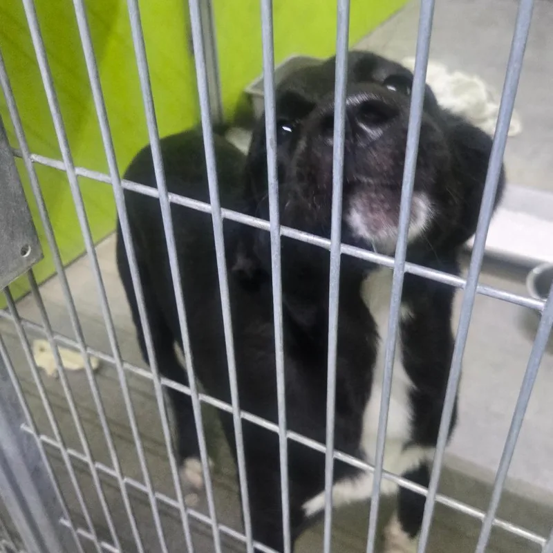 A young medium-sized female Black Labrador Retriever dog named Bea for adoption in San Jacinto, CA