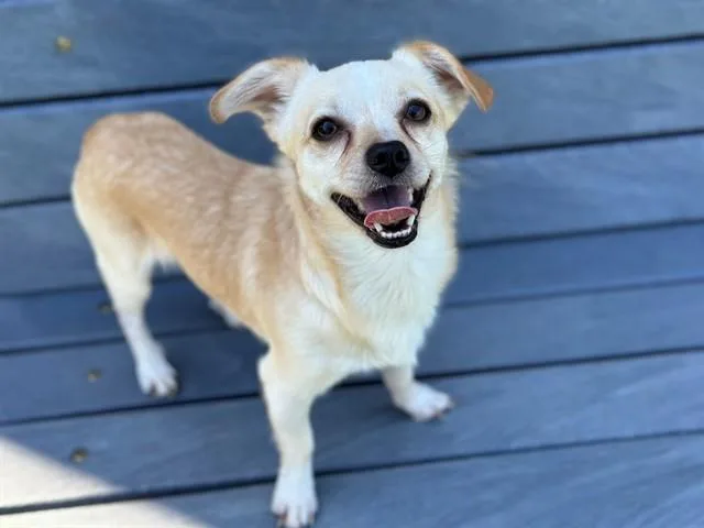 A young small-sized male Chihuahua dog named Titan for adoption in Santa Clara, CA