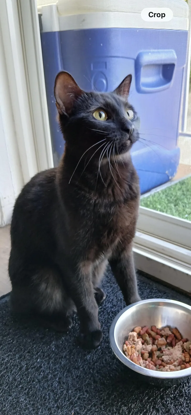 A young medium-sized female Domestic Short Hair cat named Joan Jett for adoption in Los Angeles, CA